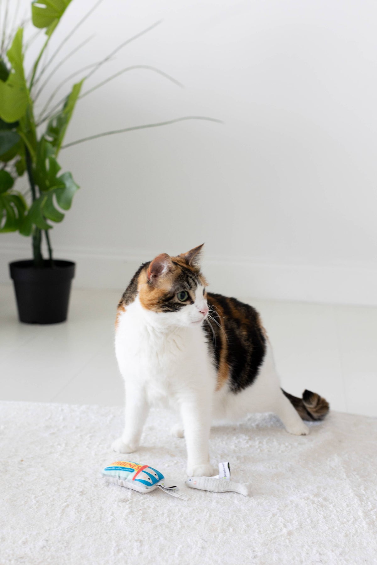 Sardines Cat Toys